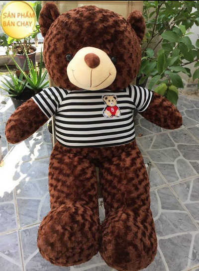 GB(7) 650000 gau teddy